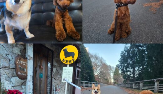 11ヵ月のトイプードルのアディ君の3連泊お泊まり開始🌳🏡🐶🌳