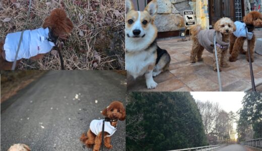 １歳のマルプーのクーちゃんの優秀なお泊まりと～🎀🐶🎀