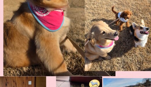 ８ヵ月のゴールデンレトリバー・きなこちゃんのお散歩お散歩🌳🌳🐶🌳🌳