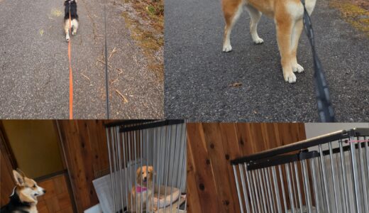 3歳の柴犬のトト君のお泊まり🐶🏡