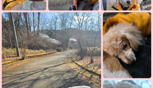 16歳のトイプードル・タイ君のお泊まりとNestの願いと～✨🎖️✨🎊