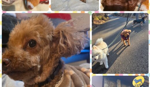 9歳のトイプードル・レイ君の穏やかな連泊お預かりと🌿🌿🌿