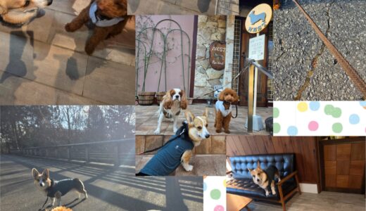 キャバリアの糸君のNestワンコ合宿🌳🐶🐶🐶🏡🌳