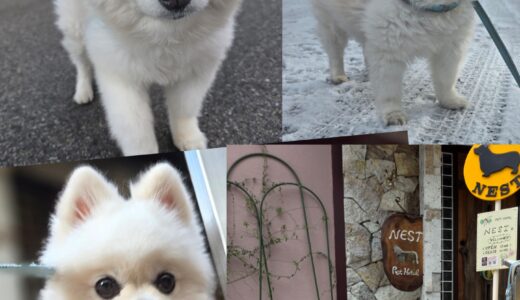 10歳のポメラニアン・マルちゃんの4泊年末年始お泊まり🎀🐶🎀