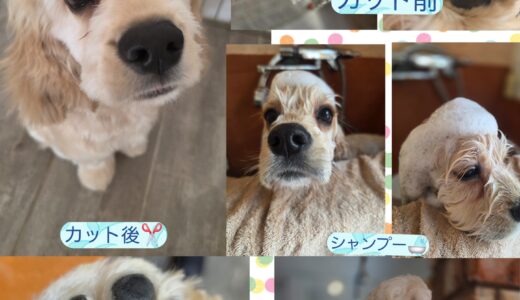 ６ヵ月のアメリカン・コッカーのユズ君の初めてのトリミング🧴🛁✂️