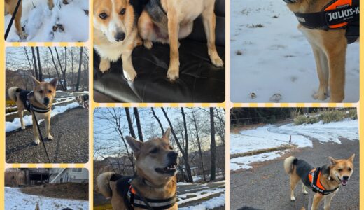 長期お泊まり開始・ミックス犬のダギー君の素敵なNest体験🏡🐶🐶