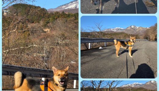 連泊中のダギー君・霧降高原山頂付近まで散歩する🐾🐾🏔️