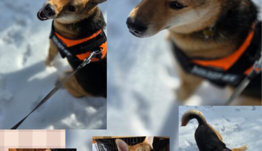 ダギー君もニーナも雪が大好き💕ゴロゴロ大好き💕☃️☃️💕