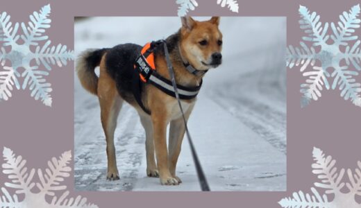 長期預りのダギー君・最終日の雪と新たなワンコとの引き付きと～☃️🐶🐶🐶☃️