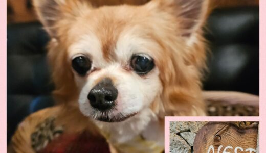 三重県からようこそ！チワワのあずきちゃん～🌳🚗🌳