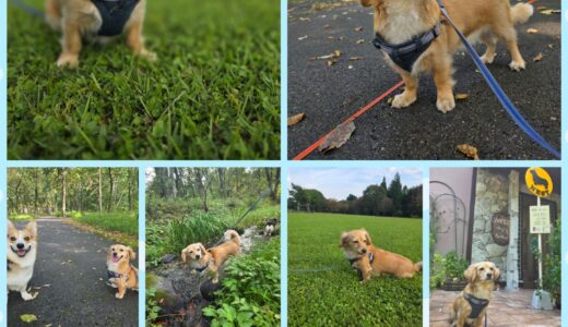 チワックスのビーグル君と大自然を満喫する🌳🌳🌳🐶🌳🌳🌳